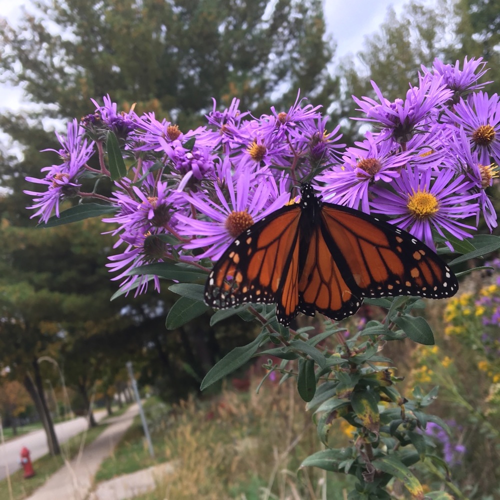 Meet your Posher, Ella